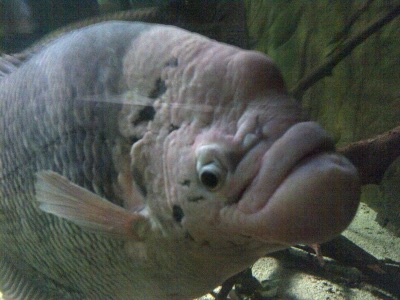 giant gourami (pa haet)