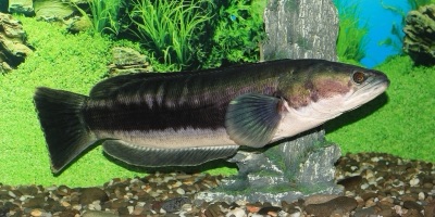 giant snakehead (pa ko)