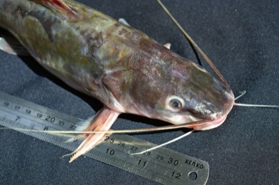 Asian redtail catfish (pa kot)
