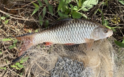 hampala barb (pa sik)