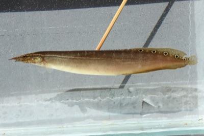 lesser spiny eel (pa laet)