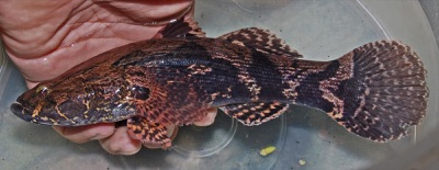 marble goby (pa mut)