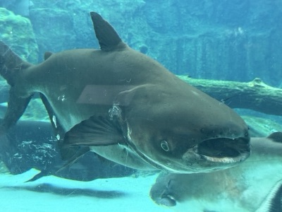 Mekong giant catfish (pa buek)
