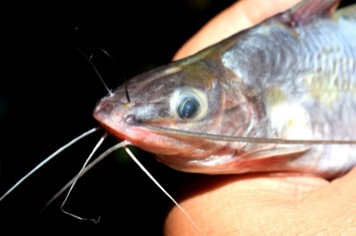 Mystus catfish (pa kaet)