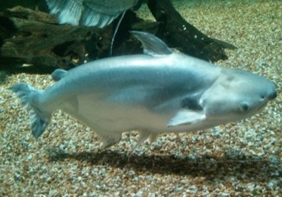 black-ear catfish (pa to)
