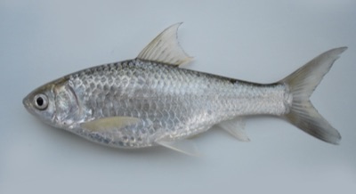 Siamese mud carp (pa khao)