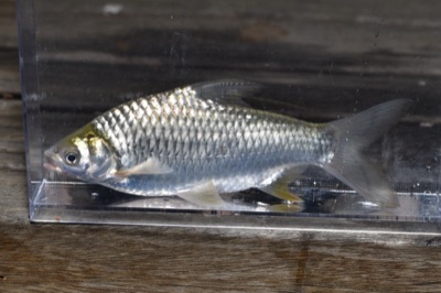silver barb (pa mong ka)