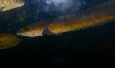 striped snakehead (pa lim)