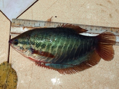 snakeskin gourami (pa salit)