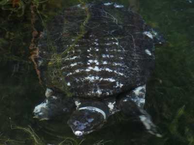 Asiatic softshell turtle (pa fa)