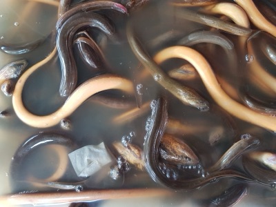 swamp eel (pa yian)
