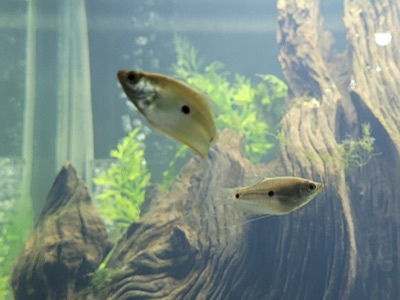three-spot gourami (pa pan)