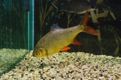 tinfoil barb (pa mong ka daeng)