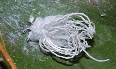 แมงหัวหงอก (ตัวอ่อนเพลี้ยกระโดด)