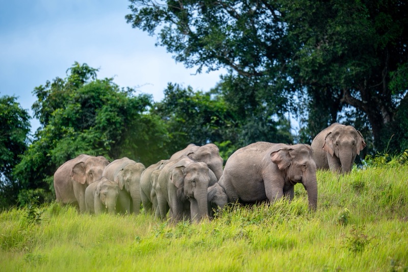 A herd of wild elephants grazing on a grassland in Khao Yai National Park