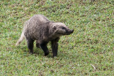 หมูหลิ่ง (หมูหริ่ง)
