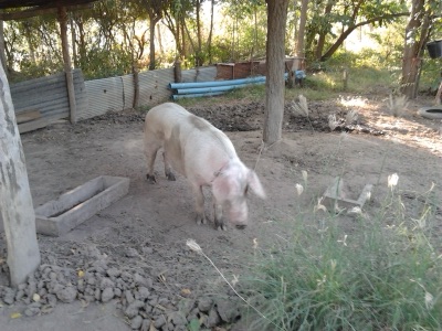 หมู (หมู)