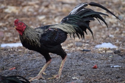 ไก่ (ไก่)
