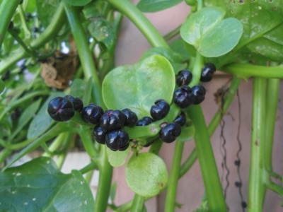 Ripe purplish-black Malabar spinach fruit