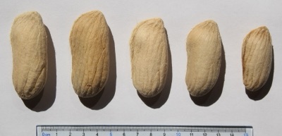 Reddish-purple marian plum seeds