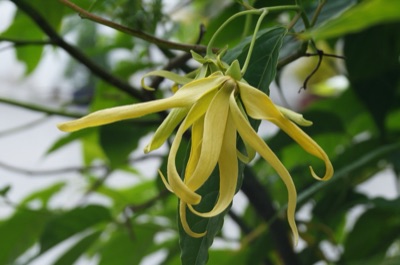 Greenish-yellow ylang-ylang flowers with long twisted petals