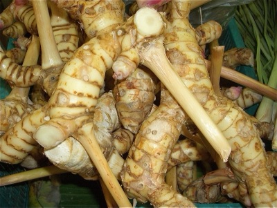 เหง้าข่าสีเหลืองนวลกองรวมกัน