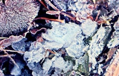 White frost crystals on small plants