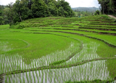 Terraced rice fields of bright green seedlings under a cloudy sky