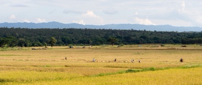 kiao khao (harvest time, Wang Nuea, Lampang)