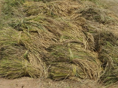 huang (ears of rice in harvested sheaves)