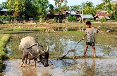 thai na (ploughing with a buffalo (Laos))