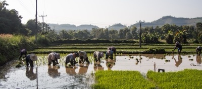 ka (rice seedling beds, Mae Chan, Chiang Rai)