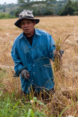 khiao (harvesting with a sickle, Mae Chan, Chiang Rai)