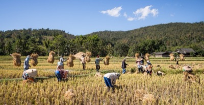 na na (carrying rice sheaves, Mae Wang, Chiang Mai)