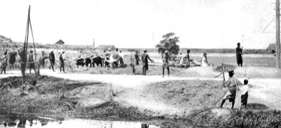 ti khao (threshing with buffalo, old photo from 1904)