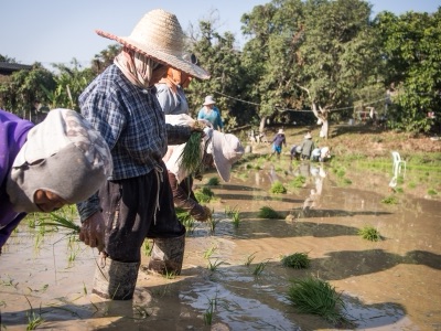 dam na (transplanting rice, Mae Chan, Chiang Rai)