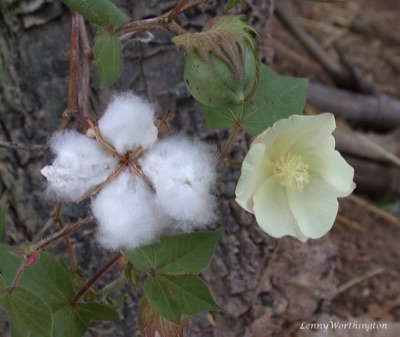 A white cotton boll burst open, beside a pale-yellow cotton flower and a green boll