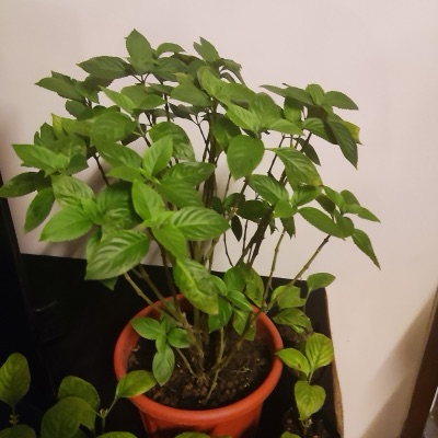 A green Assam indigo plant in a pot