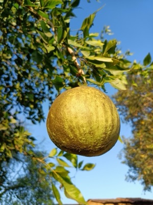 Ba pin (bael), Aegle marmelos