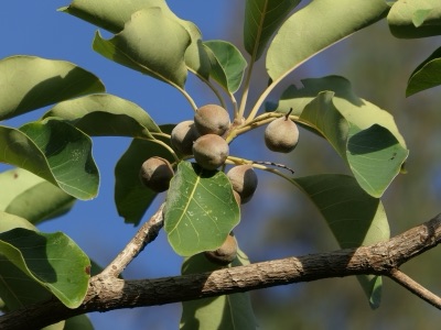 Ba nae (belleric myrobalan), Terminalia bellirica