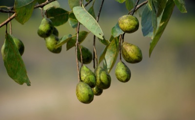 Ba na (chebulic myrobalan), Terminalia chebula