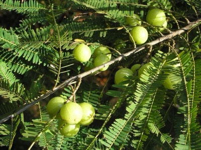 Ba kham pom (emblic), Phyllanthus emblica