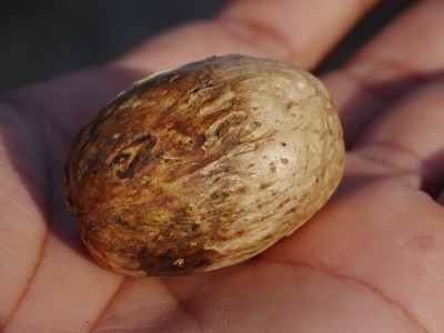 Ba kok (hog plum), Spondias pinnata