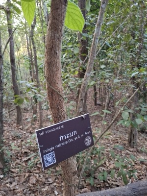 Ba muen (krabok tree), Irvingia malayana