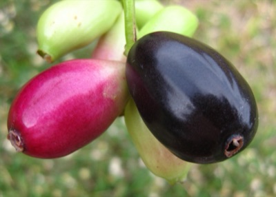Ba ha (Java plum), Syzygium cumini