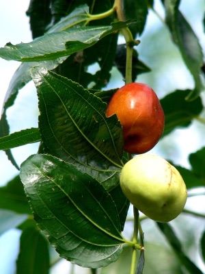 Ba tan (jujube), Ziziphus mauritiana
