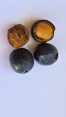 Ba ko, Livistona speciosa