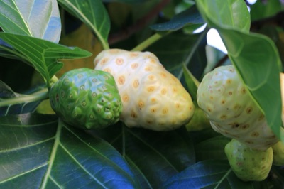 Ba ta suea (noni), Morinda citrifolia