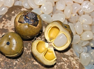 Ba tao (sugar palm), Arenga pinnata