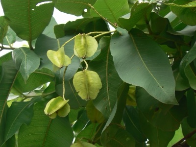 Ba hok fa, Terminalia elliptica